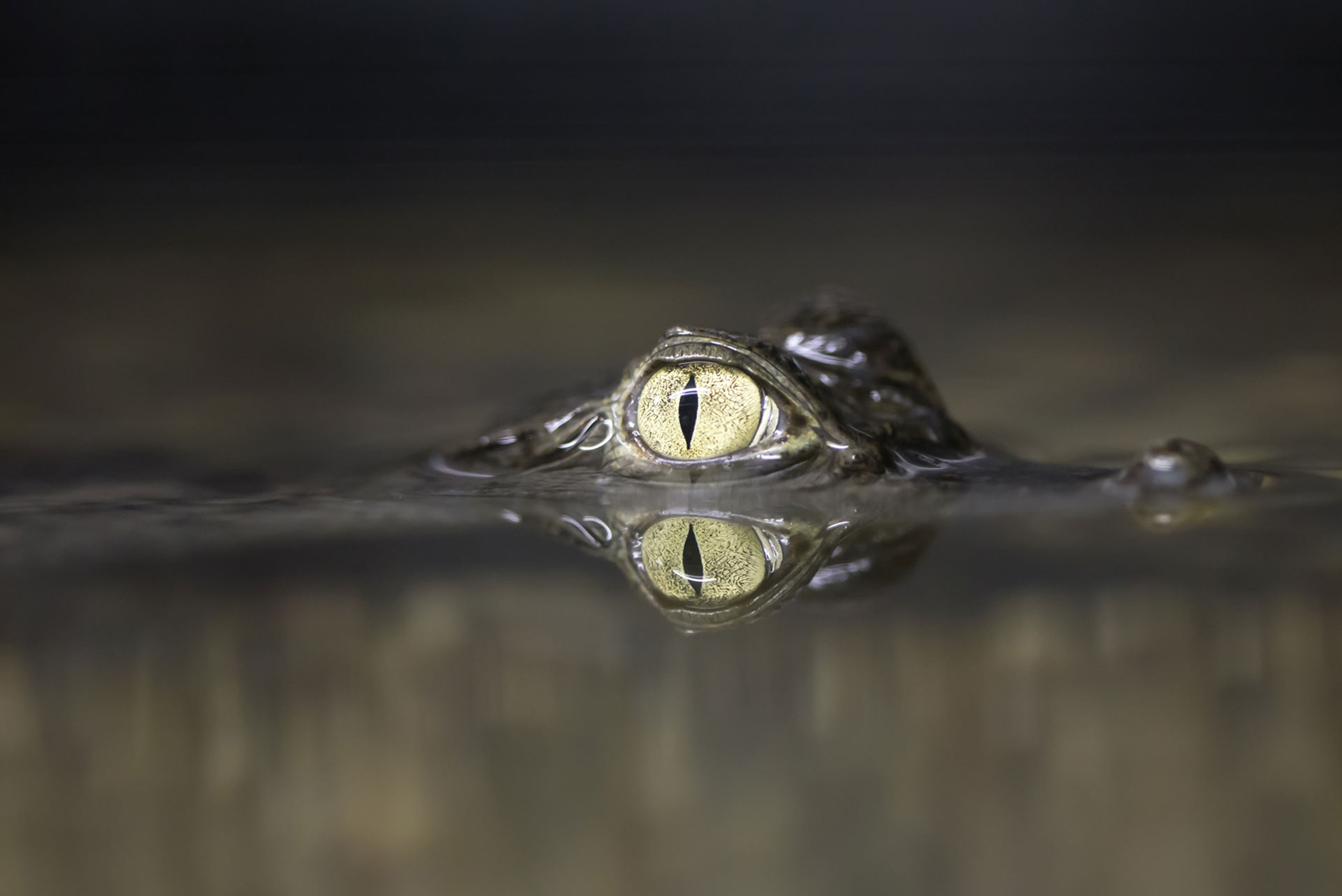 caiman eye